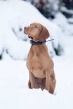 Dogtrace GPS Sistem za praćenje pasa DOG GPS X20