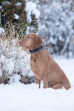 Dogtrace GPS Sistem za praćenje pasa DOG GPS X20