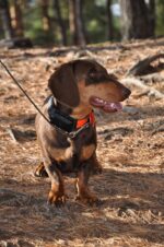 Dogtrace GPS Sistem za praćenje pasa DOG GPS X20