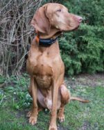 Dogtrace GPS Sistem za praćenje pasa DOG GPS X20