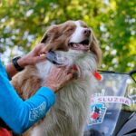 GPS Sistem za praćenje i treniranje pasa DOGTRACE GPS X30T