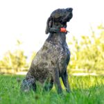 GPS Sistem za praćenje i treniranje pasa DOGTRACE GPS X30T