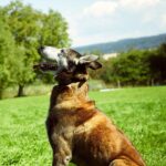 Ogrlica za dresuru pasa Dogtrace D-1000 Professional black (1000m)