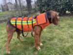 Zaštitni Prsluk za Pse Petrainer Pancir P1 (Kevlar & Kordura)