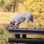 Dogtrace GPS Sistem za praćenje pasa DOG GPS X25T
