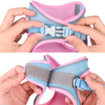 Povodac & Am Duomm Blue Pink