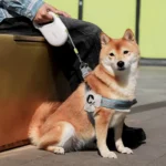 Povodac sa trakom Kimpets 5m (do 15kg) white