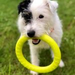 Trening prsten M 19,5cm Dogtrace